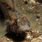 Rock Goby