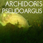 Archidoris Pseudoargus