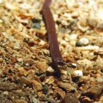 Bootlace Worm