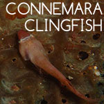 Connemara Clingfish