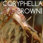 Coryphella Browni
