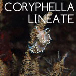 Coryphella Lineate