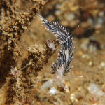 Coryphella Lineate with juvenile