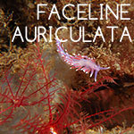 Faceline Auriculata