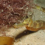 Greater Pipefish