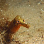 Greater Pipefish