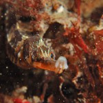 Greater Pipefish
