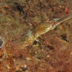Greater Pipefish