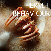 Hermit-Behaviour