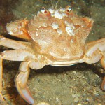 Harbour Crab