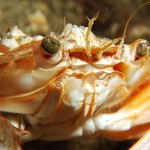 Harbour Crab