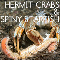 Hermit-Starfish