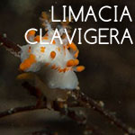 Limiacia Clavigera