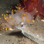 Juvenile Dab with two differently coloured Lomanotus Genei sea slugs