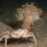 Lomanotus-Genei: two white species mating followed by a Harbour Crab