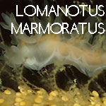 Lomanotus Marmoratus