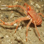 Long Clawed Squat Lobster