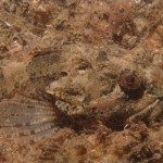 Long Spined Sea Scorpion Fish