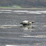 Grey Seal, Lamlash Bay