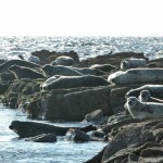 Grey Seal Colony, Kildonan
