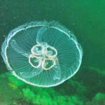 Moon Jellyfish, see - through