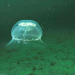Moon Jellyfish, rising