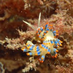 Nudibranch: Cuthona Caerulea