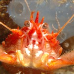 Long Clawed Squat Lobster