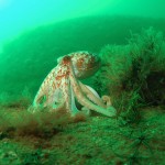 Lesser Octopus