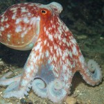 Lesser or Curled Octopus