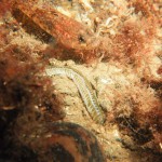 Paddle Worm with Goby