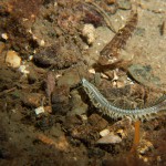 Paddle Worm with Goby
