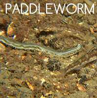 Paddleworm