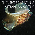 Pleurobranchus Membranaceus