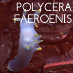 Polycera Faeroenis