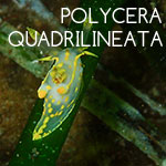 Polycera-quadrilineata
