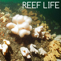 Reef-Life