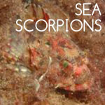 SeaScorpions
