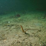 Snake Pipefish
