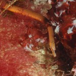 Snake Pipefish
