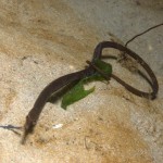 Snake Pipefish