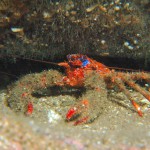 Spiny Squat Lobster