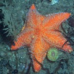 Sun Star & Cup Coral 