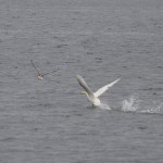 ...as the Cob [ male ] drives away an approaching Grey Lag…