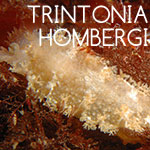 Trintonia Hombergi