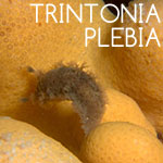Trintonia-Plebiea