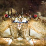 Velvet Swimming Crab