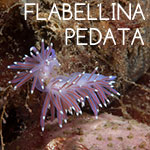 flabellina-pedata-150