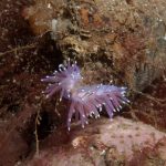 Flabellina  pedata