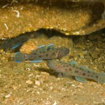 Leopard Spotted Gobies